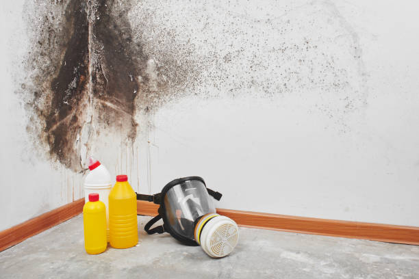Best Commercial Mold Removal  in Silver Hill, MD