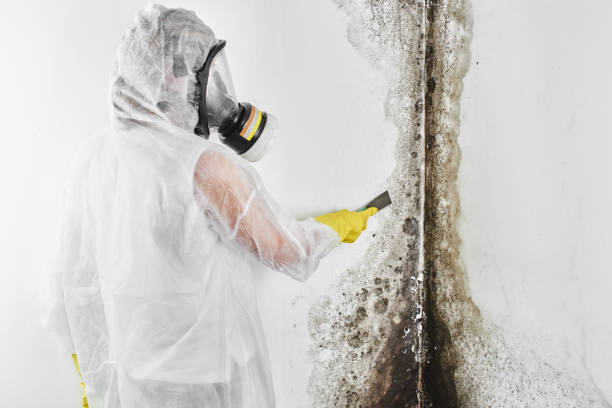 Best Black Mold Removal  in Silver Hill, MD