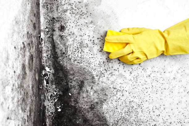 Best Office Mold Removal Services  in Silver Hill, MD