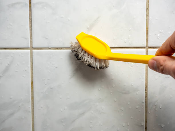 Best Mold Damage Repair  in Silver Hill, MD