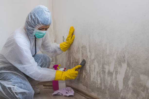 Best Affordable Mold Removal  in Silver Hill, MD