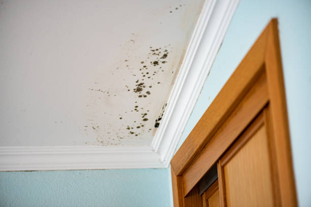 Best Fast Mold Removal  in Silver Hill, MD