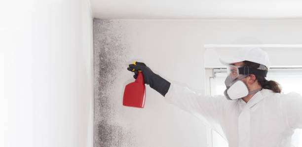 Best Mold Testing  in Silver Hill, MD