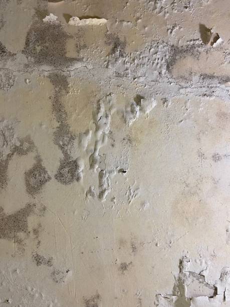 Best Mold Removal Process  in Silver Hill, MD