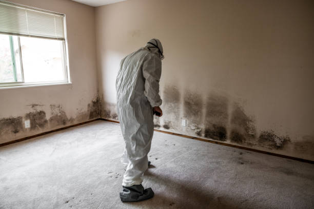 Best Home Mold Removal  in Silver Hill, MD