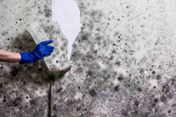 Home Mold Removal in Silver Hill, MD