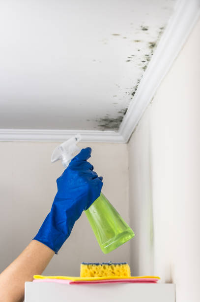 Mold Removal Process in Silver Hill, MD