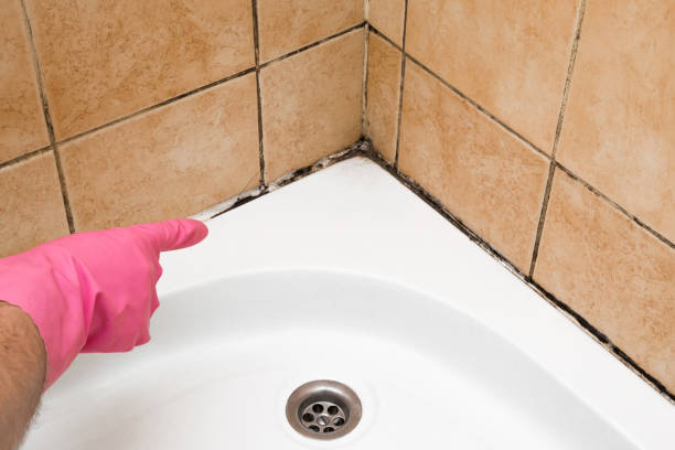 Best Mold Removal Near Me  in Silver Hill, MD