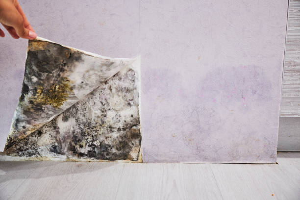 Professional Mold Removal in Silver Hill, MD